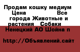 Продам кошку медиум › Цена ­ 6 000 000 - Все города Животные и растения » Собаки   . Ненецкий АО,Шойна п.